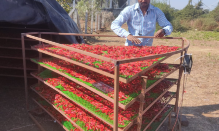 Nandurbar Chilies Trial in Solar Dome Dryer
