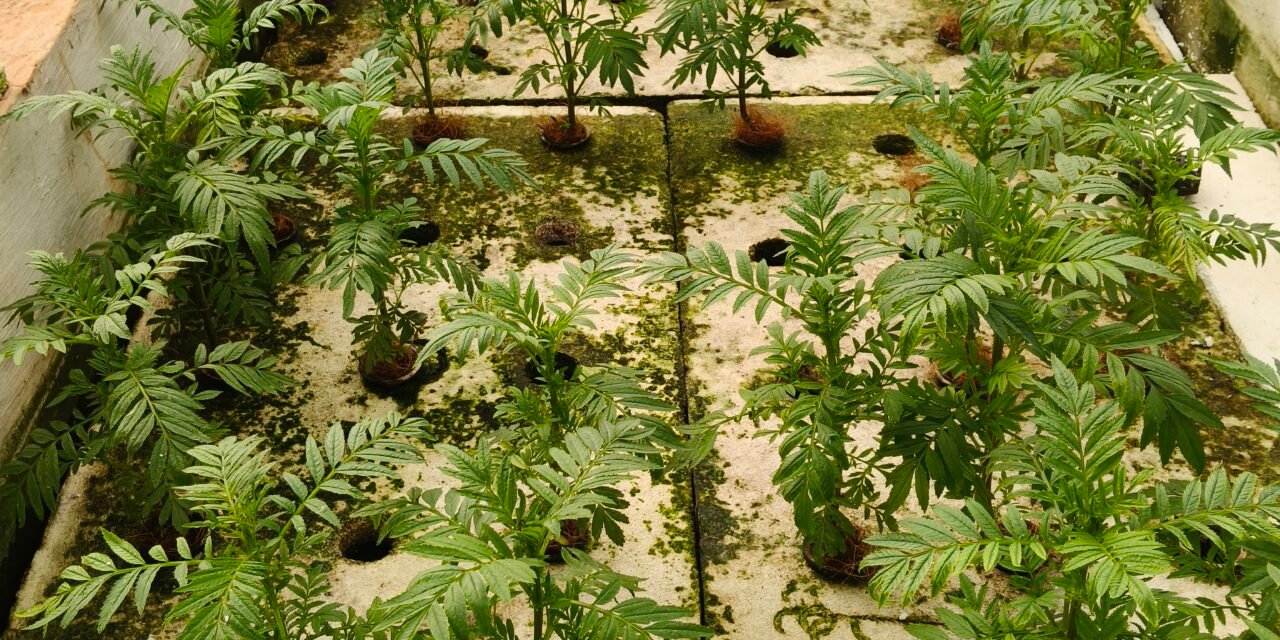 Marigold DWC Hydroponics