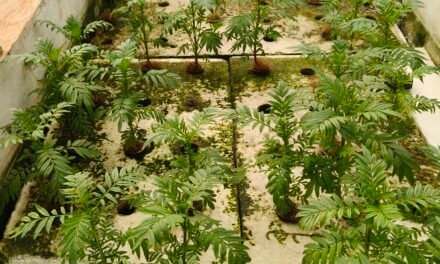 Marigold DWC Hydroponics