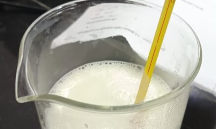 Role of Bacteria in curd