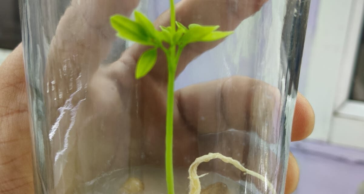 Plant Tissue Culture Of Moringa