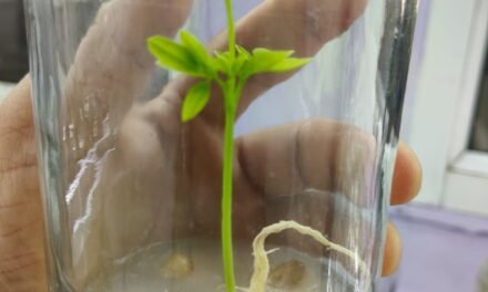 Plant Tissue Culture Of Moringa