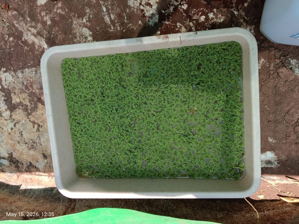 Comparative Study of Natural and Aeration-Based Techniques for COD Reduction in Wastewater.