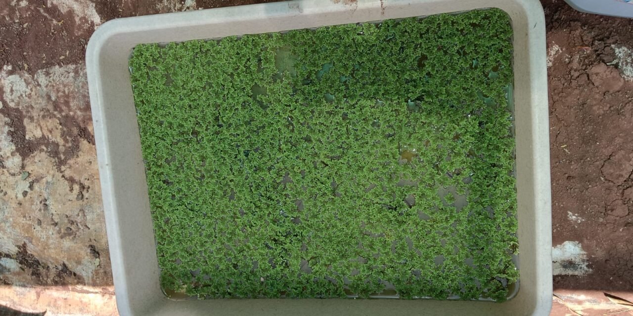 Comparative Study of Natural and Aeration-Based Techniques for COD Reduction in Wastewater.