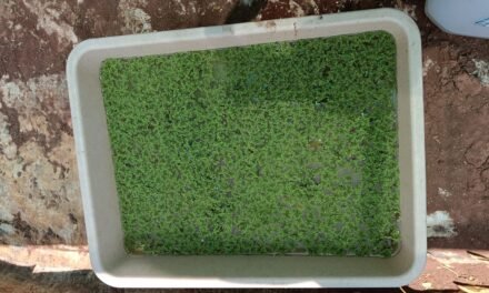 Comparative Study of Natural and Aeration-Based Techniques for COD Reduction in Wastewater.