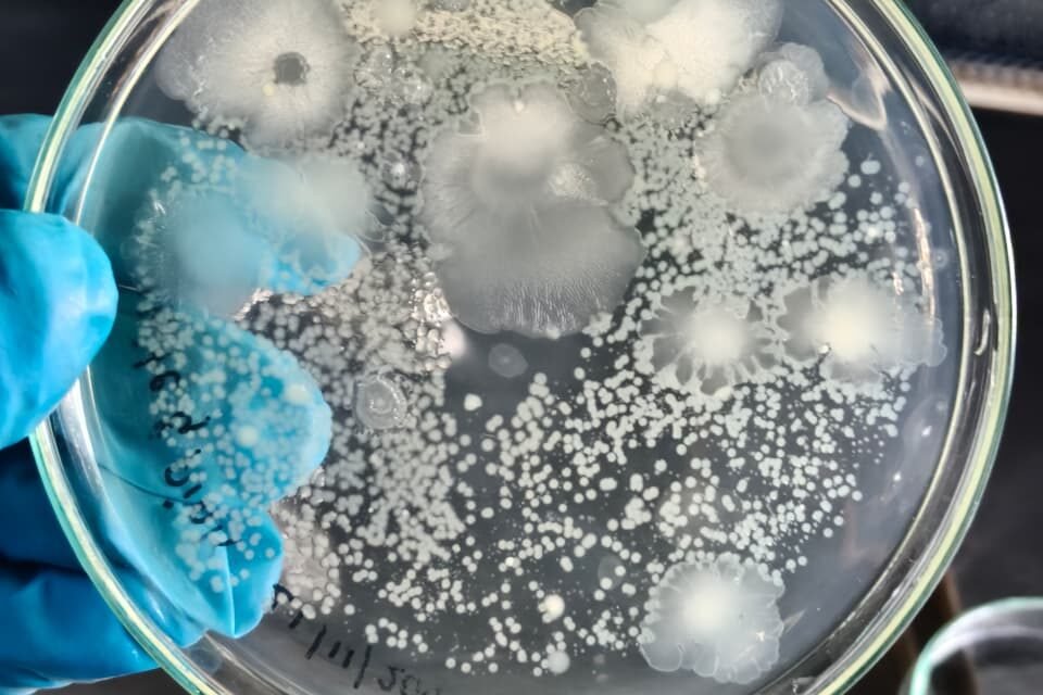 Isolation of Bacteria and Fungi from a Decomposed Sample