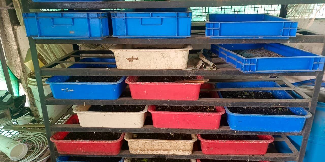 Feeding and Monitoring of BSF Larvae
