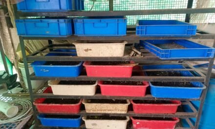 Feeding and Monitoring of BSF Larvae