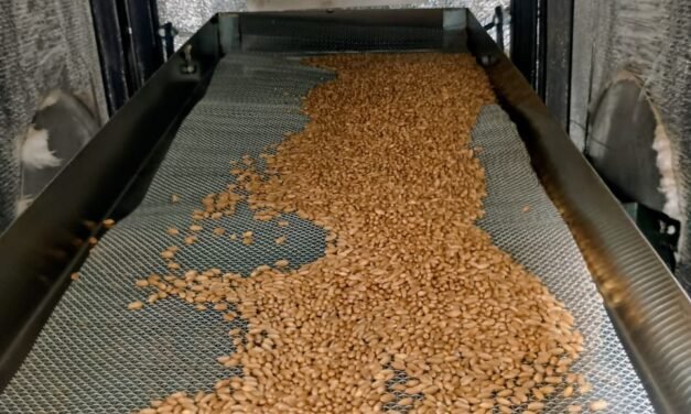 Optimizing Grain Flow in Vibro Thermal Disinfector (VTD) Using Iron Mesh