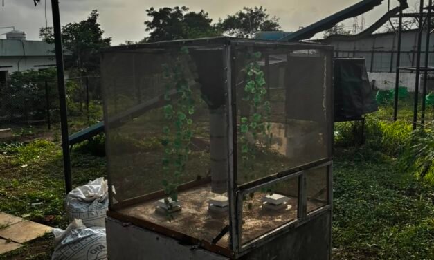 Development of a Breeding chamber of Black Soldier Fly under Natural Light.