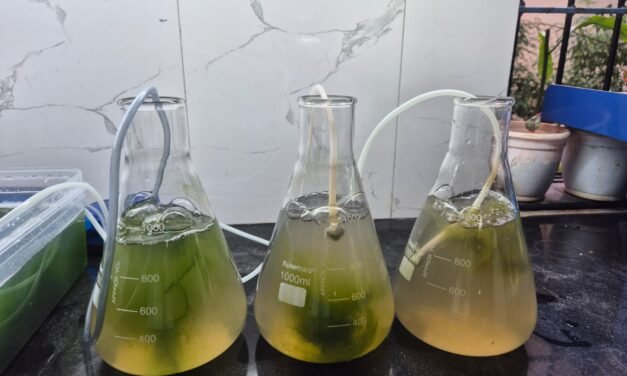 Grey Water Treatment Using Algae Growth