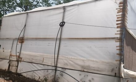 Polyhouse Microclimate Data Collection and Analysis