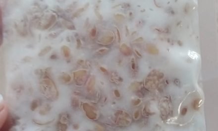 Soyabean